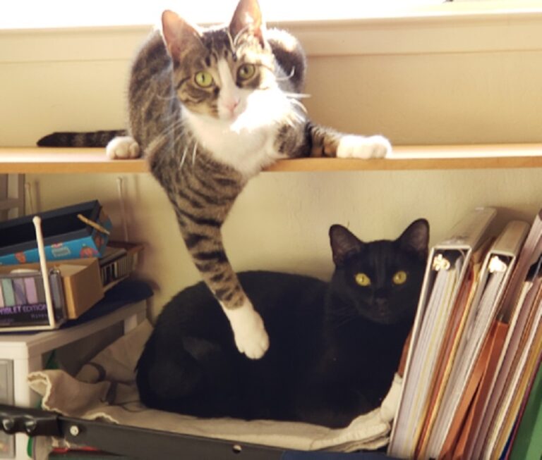 I Don’t Live Alone; I Live with Cats